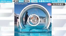 水面から飛び出すアザラシリング 優雅な泳ぎに「いつまでも見てられる」「アクリル板の設計者も凄い」と反響