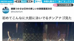 地面から顔を出すはずのチンアナゴが…悠々自適に泳ぐ貴重な姿に「初めて全身見た」「泳げたんか!?」驚きの声多数