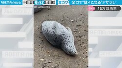 全力で“駄々こねる”赤ちゃんアザラシの仕草が「スーパーのお菓子売り場」を連想させると話題
