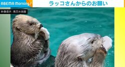 「お願いお願いお願い！」“Twitterの公式マーク”型おもちゃを叩きまくるラッコたち 息ぴったりな力強い訴えに「なんだこの可愛い生き物は!!（即フォロ－）」の声