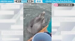「早送りかと思ったｗ」“超高速でうなずく”イルカの様子に「うんうん！わかったからはよ餌！」「全力で肯定してくれてる感じで元気でる！」