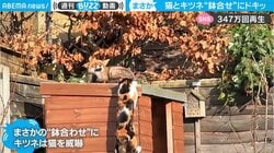 屋根に飛び乗った猫がキツネと鉢合せ 「見事に固まったw」秀逸リアクションが約350万回再生