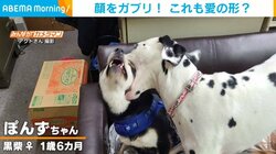 柴犬の顔を友だち犬が“ガブリ” 苦悶の表情と思いきや喜ぶ姿が話題