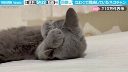 「起こさないで〜」ねむくて“ムニャムニャ”している猫の姿に「寝起きカーテン開けられた時のリアクション」など反響
