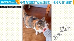 小さな怪獣!?迫りくる足音にそそくさと“退散”する猫の姿に注目