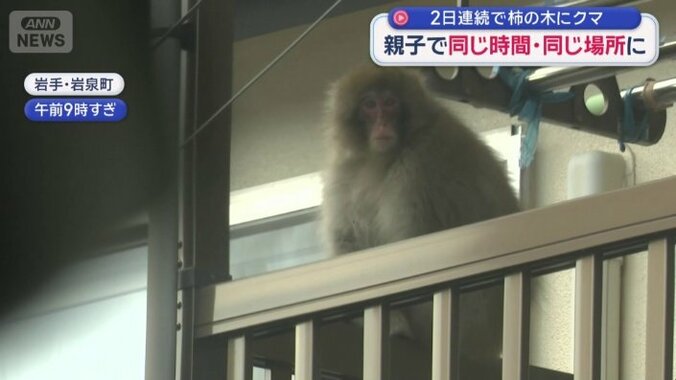サルが住宅のベランダに侵入
