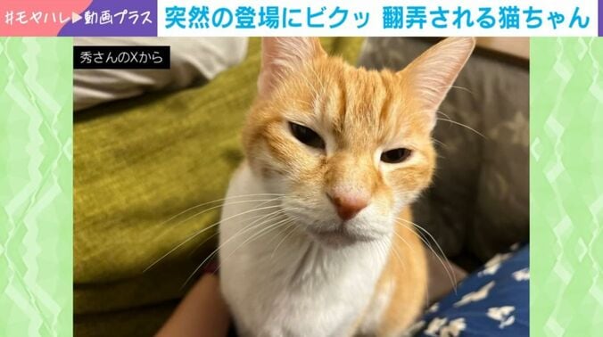 レオくん