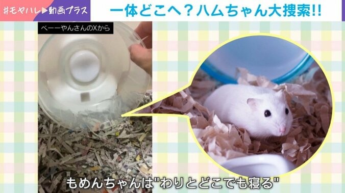 ハムスターのもめんちゃん