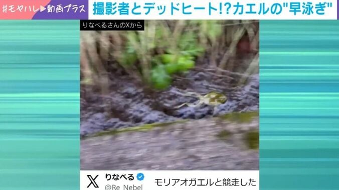 モリアオガエル