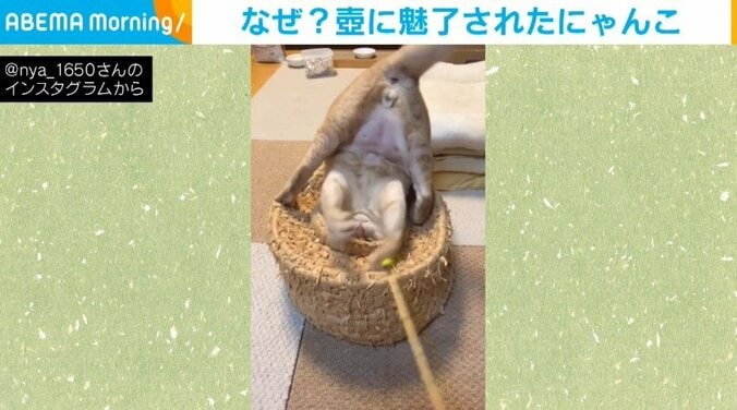 “壺”に頭から飛び込んでいく猫 腹～お尻丸見えの大胆過ぎる姿に「何故にその体勢ｗ」「見事に刺さってる」と反響 1枚目