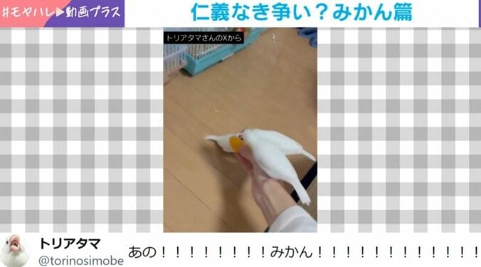 文鳥たち