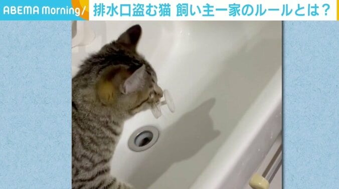 排水溝の水切りを盗んでいく“小さな泥棒” 飼い主一家に独自ルールが誕生 1枚目