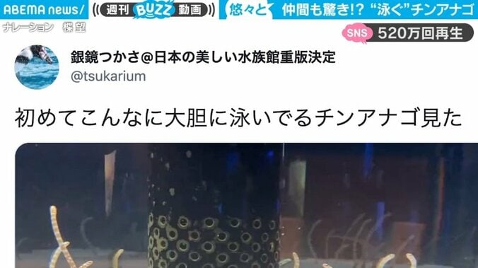 地面から顔を出すはずのチンアナゴが…悠々自適に泳ぐ貴重な姿に「初めて全身見た」「泳げたんか!?」驚きの声多数 1枚目