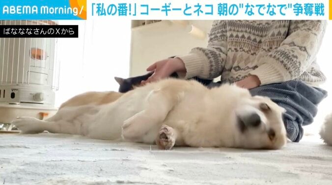 コーギーのあんずちゃん、猫のちくわぶちゃん