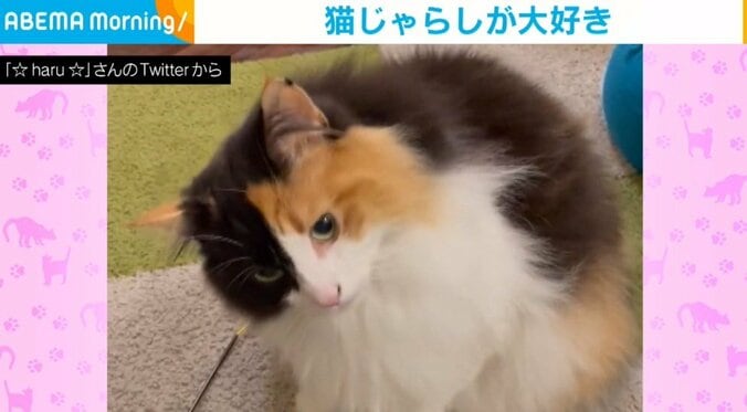 遊んでほしい猫が破壊力抜群な“おねだり” 心奪われる愛くるしい仕草に飼い主「撮ってました」 1枚目