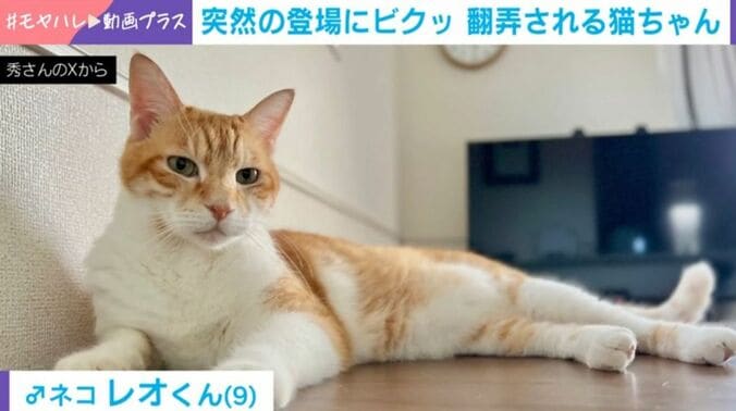 レオくん