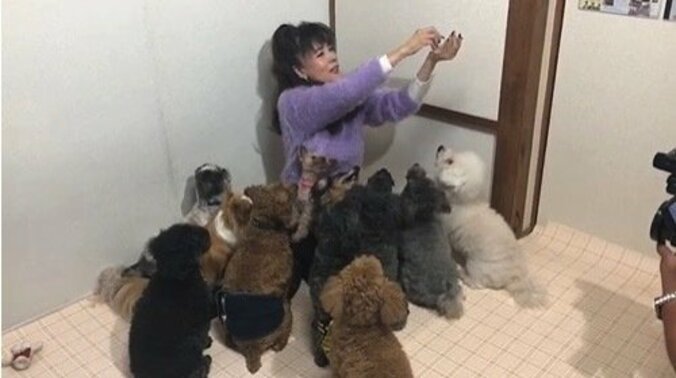 小柳ルミ子、犬に囲まれる動画を公開「犬の番組に出た～～い」 1枚目