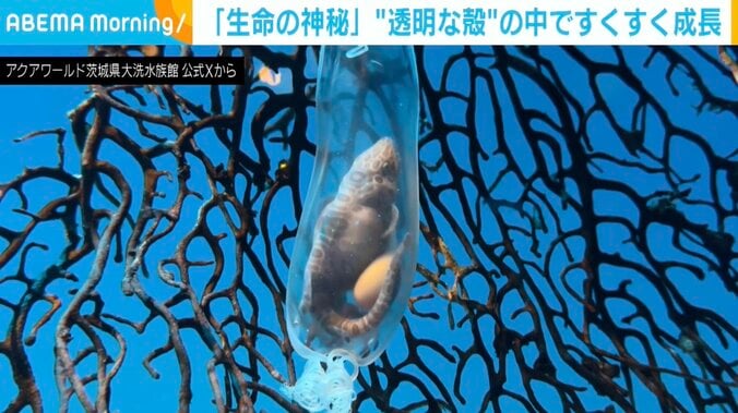 サラワクスウェルシャーク