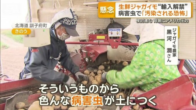 輸入解禁に農家から批判の声