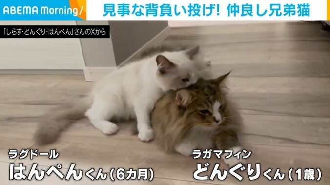 はんぺんくんとどんぐりくん