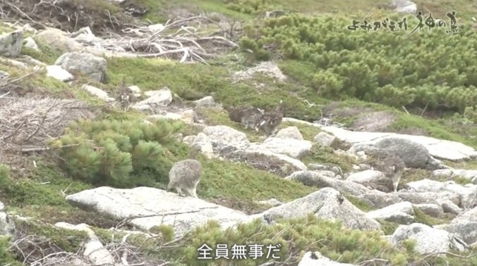 人を恐れない“神の鳥”をどう守り抜く？ ニホンライチョウ「復活作戦」が始動！ 16枚目