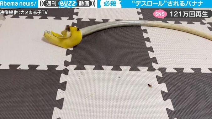 「もう、助からない」トカゲが獲物を狙う！ 超高速で必殺技“デスロール”を仕掛ける瞬間 1枚目