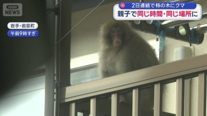 サルが住宅のベランダに侵入