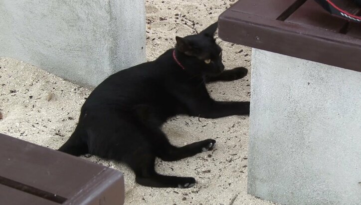 天使さんかな? 沖縄の島々で美猫に遭遇ニャン!「美ら猫」シリーズ連続放送