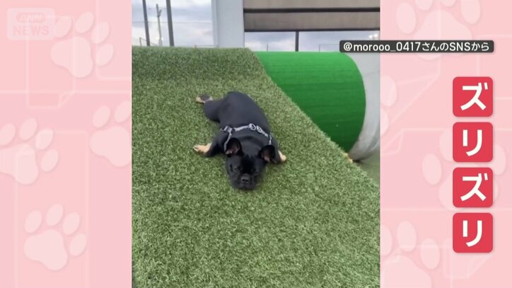 腹ばいのままズリズリ