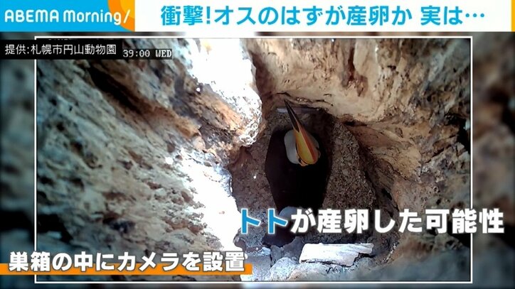 「オニオオハシ」のオスが産卵!? 8年繁殖に取り組むも“メス×メス”の事実 求愛行動や体格から性別を疑わず