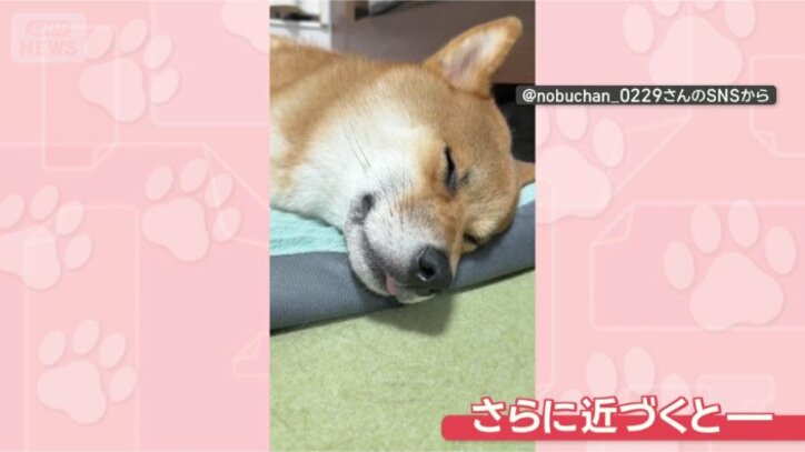 くすくす寝笑いしちゃうワン