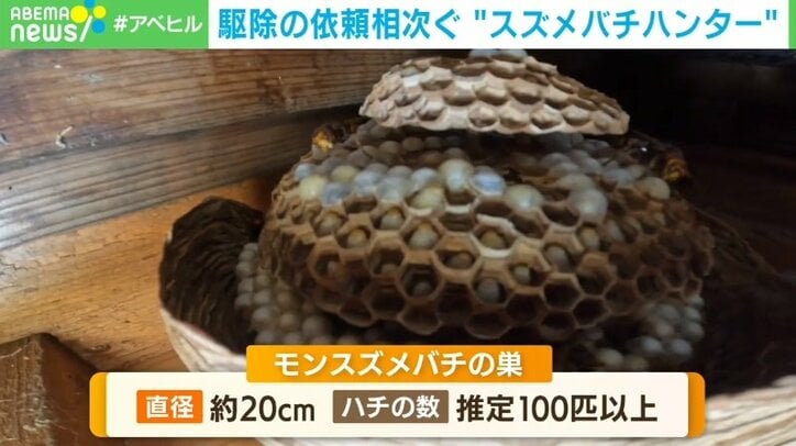 夜間でも活発動くモンスズメバチ 神社に2つの巣を作る スズメバチハンターが奮闘