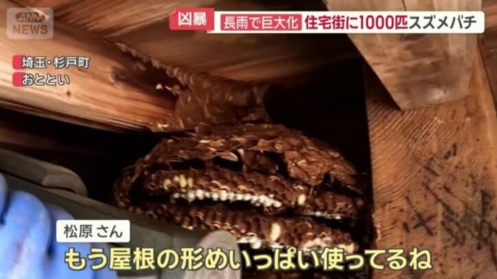 巣は屋根の隙間まで張り巡らされていた