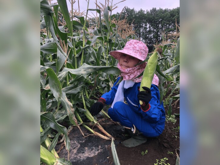 【写真】とうもろこしを収穫する研ナオコさん