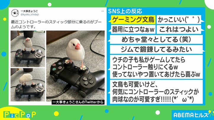 ドヤ顔の“ゲーミング文鳥”が「かっこいい」「これは強い」と評判に 飼い主を取材
