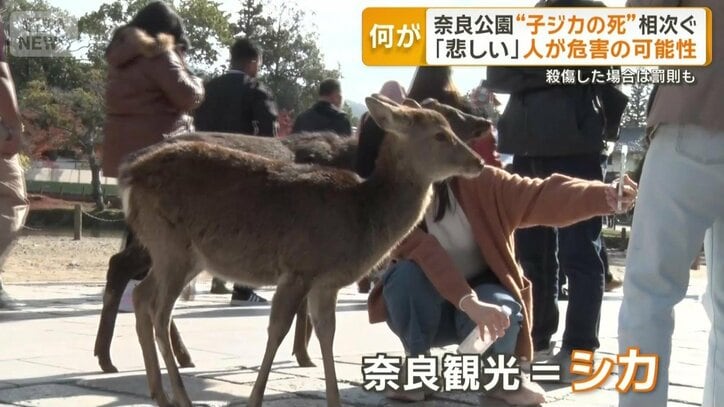 奈良観光＝シカ