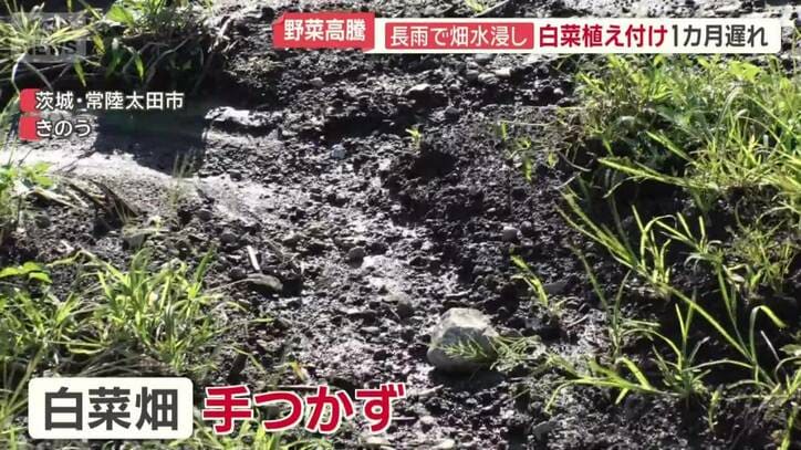 ハクサイ畑は手つかずの状況