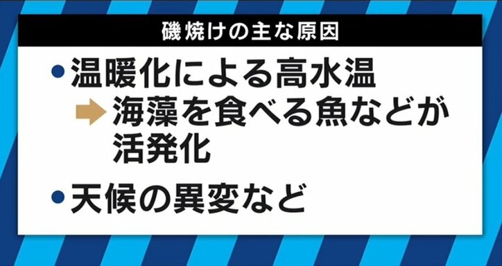 寿司屋からウニが消える?漁獲量を減少させる「磯焼け」とは