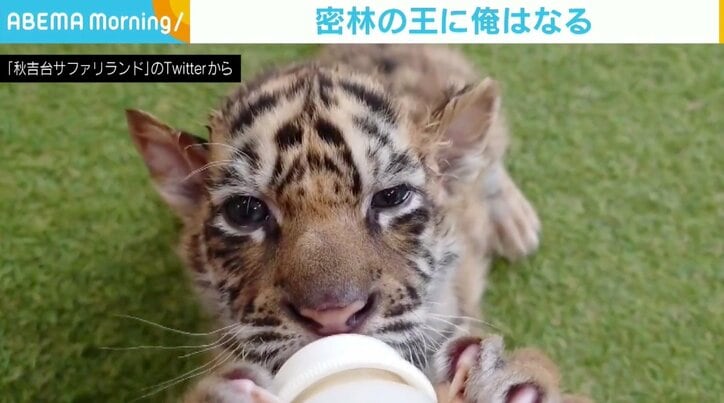 ミルクを飲みながら“恍惚の表情” 赤ちゃんトラの可愛すぎる動画に「癒やされる」の声