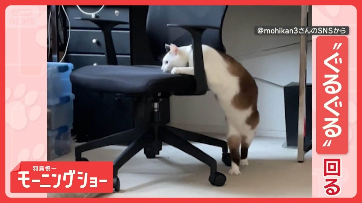 椅子を使って“ぐるぐる”するネコちゃん 逆回転もしちゃうニャン なぜ