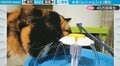 水を“ムシャムシャ”と飲むブサカワ猫 恍惚の表情に「もはや顔がどこにあるのかわからない」