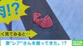 「良い肉が落ちてる」道路に落ちていた“紛らわしい”落とし物に「めっちゃ笑ったw」「二度見する」と爆笑と驚きの声