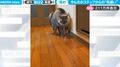 “変なステップ”を炸裂する猫！→その後飼い主にじりじりと近づき緊張が走るも…予想外すぎるリアクションに反響「なんでw」「かわいい」