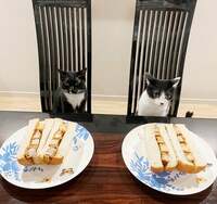 藤あや子『昨日の晩ごはん』