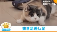 【映像】“こそ泥”のような動きをする猫（別日も）