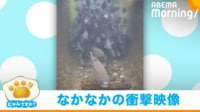 【映像】数え切れないほどの“大艦隊”(水中カット)