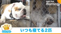 【映像】寝続ける看板犬とキュウリを食べるナマケモノ