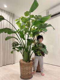 アレクサンダー『天才かな？カゲトラ』