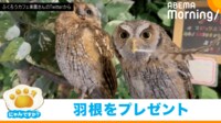 【映像】“求愛アピール”?自分の羽をプレゼントするフクロウ