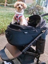 渡辺美奈代『エアバギー』